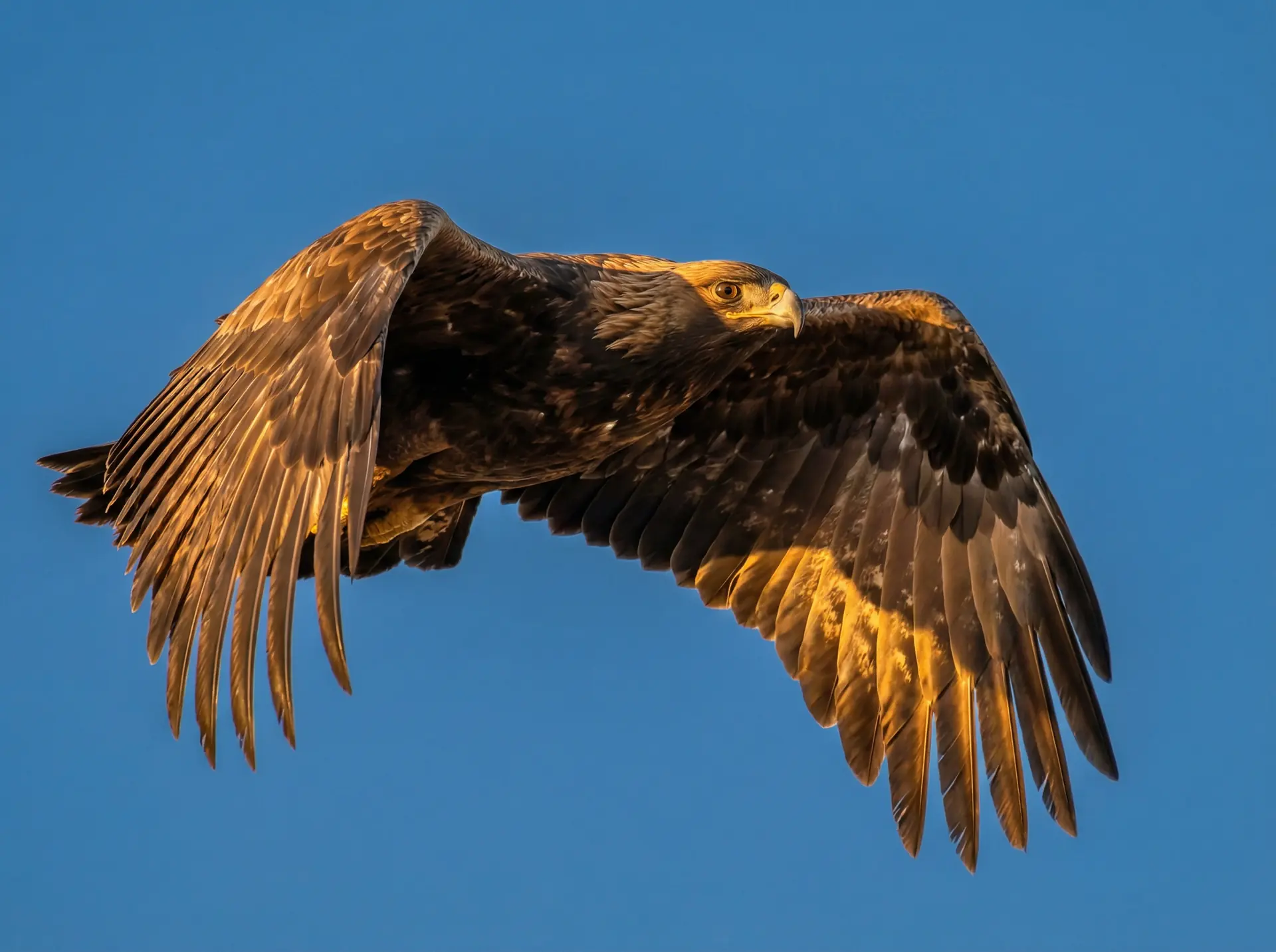 九一视频 精选 - 飞翔中的金雕野生动物摄影